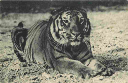 Animaux - Fauves - Tigre - Tigre Du Bengale - Museum National D'Histoire Naturelle - Parc Zoologique Du Bois De Vincenne - Tigers