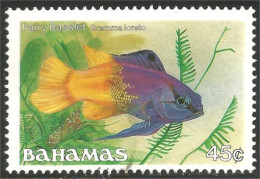 164 Bahamas Fairy Basslet Aquarium Fish Poisson Sans Gomme NO Gum (BAH-190) - 1883 Leopold II.