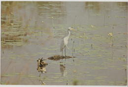 WESTERN AUSTRALIA WA Egret Bird North West KIMBERLEYS Hotel Kununurra Postcard C1970s - Autres & Non Classés