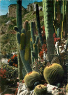 Fleurs - Plantes - Cactus - Principauté De Monaco - Le Jardin Exotique - Echinocactus Grusonii - Trichocereus Pasacana - - Cactus