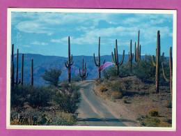 USA ARIZONA Sections Of Arizona Are Covered With Thousands Ofthese Majestic And Beautiful Cactus Formations - Andere & Zonder Classificatie