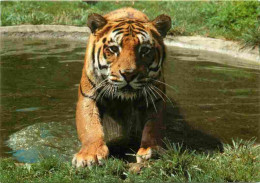 Animaux - Fauves - Tigre - Parc De Saint-Vrain - Zoo - CPM - Voir Scans Recto-Verso - Tiger