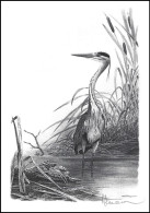 Dessin, Signé / Tekening, Getekend / Zeichnung, Gezeichne - Héron / Reiger / Reiher / Heron - BUZIN - Storks & Long-legged Wading Birds