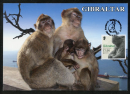 GIBRALTAR (2021). Carte Maximum Card EUROPA - Barbary Macaques (Macaca Sylvanus), Rock Ape, Mono, Macaque, Berberaffe - Gibraltar