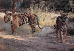 Animaux - Fauves - Tigre - Parc Zoologique Safari De Fréjus - Zoo - CPM - Voir Scans Recto-Verso - Tigri