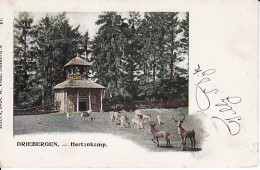 2769	25	Driebergen, Hertenkamp (poststempel 1903) - Driebergen – Rijsenburg