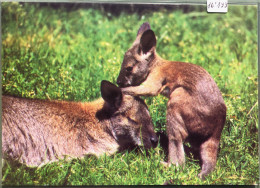 Zoo De Servion : Maman Wallaby Et Son Petit (16'199) - Servion