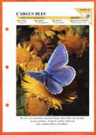 ARGUS BLEU  Papillon  Insecte Illustrée Documentée   Animaux Insectes  Papillons Fiche Dépliante - Animaux