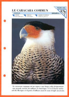CARACARA COMMUN  Oiseau Illustrée Documentée Animaux Oiseaux Fiche Dépliante - Animaux