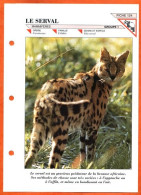 SERVAL Animal Mammifère Illustrée Documentée Animaux Mammifères Fiche Dépliante - Animaux