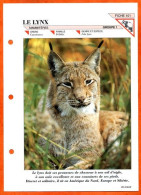 LYNX  Illustrée Documentée Animaux  Animal Mammifères Fiche Dépliante - Animaux