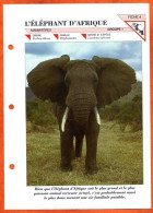 ELEPHANT D'AFRIQUE   Animal Mammifère Fiche Depliante Illustrée Documentée Animaux - Animaux