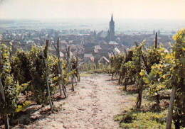 67  DAMBACH LA VILLE  Le Vignoble Vignes Raisin Vin   N° 79 \MK3023 - Dambach-la-ville
