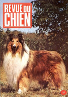 REVUE DU CHIEN  N° 11  De 1974  Animaux Chiens - Animales