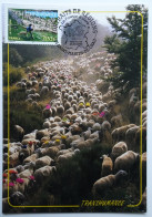 Carte Maximum 3890 La Transhumance Obl 1er Jour - Sonstige & Ohne Zuordnung