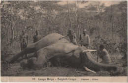 Congo Belge - Elephant - Congo Belge