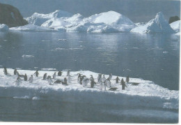 ANTARTIDA ANTARCTIC TAAF ENTERO POSTAL TERRE ADELIE PINGÜINO PENGUIN 2,30 F + 0,10 - Antarctic Wildlife