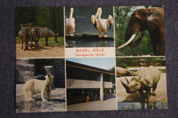 Basel Zoo   / Zebra White Bear - Elephant- Rhino - Rhinocéros