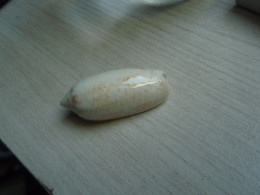 Jolie Olive Réticularis - Guadeloupe - - Seashells & Snail-shells