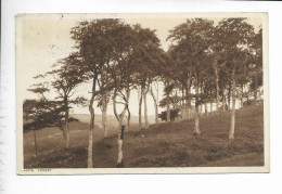APPIN FOREST. - Argyllshire