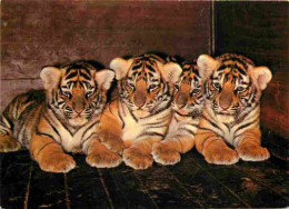 Animaux - Fauves - Tigre - Zoologischer Garten Basel - Zoo De Bale - Jeunes Tigres - CPM - Voir Scans Recto-Verso - Tigres