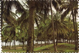 CPM - P - NIGERIA - LAGOS STATE - COCONUT PALM FOREST AT BADAGRY BEACH - FORET DE COCOTIERS A LA PLAGE DE BADAGRY - Nigeria