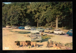 Cpm Lions En Liberté Thoiry , Renault 4 L, Citroen Ds , Peugeot 404, Mini Cooper, Land Rover - Thoiry