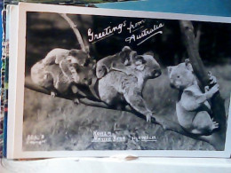 AUSTRALIA GREETINGS  KOALA NATIVE BEAR N1950  JU4953 - Andere & Zonder Classificatie