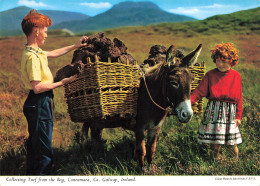 CPSM Collecting Turf From The Bog,Connemara    L2699 - Galway