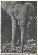 Ref ( 18666 )  Éléphants - Éléphants