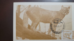P) 1959 ARGENTINA, COUNTRY VIEWS, PUMA CONCOLOR, MAXIMUM CARD XF - Autres & Non Classés