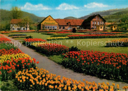 73172917 Deckbergen Essmannshof Tulpenpark Deckbergen - Rinteln