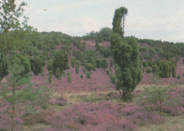 27028 - Lüneburger Heide - Wacholder - Ca. 1995 - Lüneburger Heide