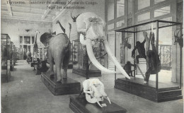 Carte POSTALE  Ancienne De  ELEPHANTS - Musée Du Congo - Éléphants