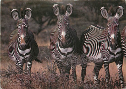 Animaux - Zèbres - Kenya - Parc National De Samburu - Zèbres De Grévy - CPM - Carte Neuve - Voir Scans Recto-Verso - Zebre