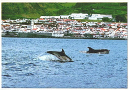 SÃO MIGUEL , Açores - Golfinhos Ao Largo De Vila Franca Do Campo  (2 Scans) - Açores