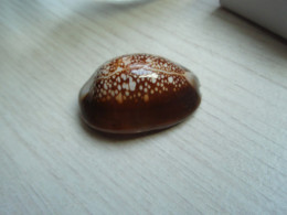 Jolie Porcelaine, Coquillage - Cypraea Caputserpentis - Nouvelle-Calédonie. - Seashells & Snail-shells