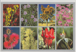 WESTERN AUSTRALIA WA Wildflowers Multiviews Art Mail NO.308 Postcard C2000s - Andere & Zonder Classificatie