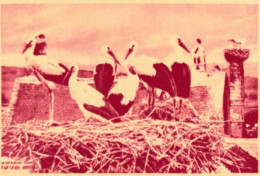 Autriche 1975. Entier Postal Touristique. Cigognes Au Repos. Superbe - Storks & Long-legged Wading Birds