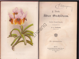 Botanica - Uber Orchideen - F. Boyle 1896 Berlin (S356) - Alte Bücher