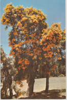 WESTERN AUSTRALIA WA Yellow Flowered CHRISTMAS TREE Emu Souvenirs Gen2 Postcard 1970s - Sonstige & Ohne Zuordnung