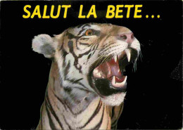 Animaux - Fauves - Tigre - Carte à Message - CPM - Voir Scans Recto-Verso - Tigri