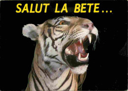 Animaux - Fauves - Tigre - Carte à Message - CPM - Voir Scans Recto-Verso - Tiger