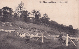 MONTELIAN(MOUTON) BERGER - Gonesse