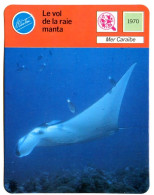 Le Vol De La Raie Manta 1 Mer Caraibe Animaux Fiche Illustrée Cousteau  N° 00C27 - Animaux