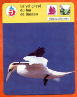 Le Vol Glissé Du Fou De Bassan  Animal  Oiseau Fiche Illustrée Cousteau  N° 1244 - Animaux