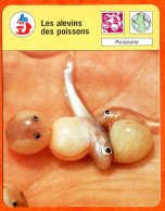 Les Alevins Des Poissons Fiche Illustrée Cousteau N° 2728 - Animaux