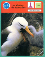 Les Albatros De Beauchene Iles Malouines Animaux Fiche Illustrée Cousteau N° 3110 - Animaux