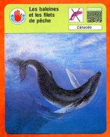 Les Baleines Et Les Filets De Peche Cétacés  Défense Environnement Fiche Illustrée Cousteau  N° 1347 - Animaux