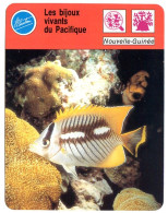 Les Bijoux Géants Du Pacifique Nouvelle Guinée Poisson  Animaux Fiche Illustrée Cousteau  N° 04B04 - Animaux